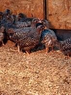 Amrock kuikens, Dieren en Toebehoren, Vrouwelijk, Kip