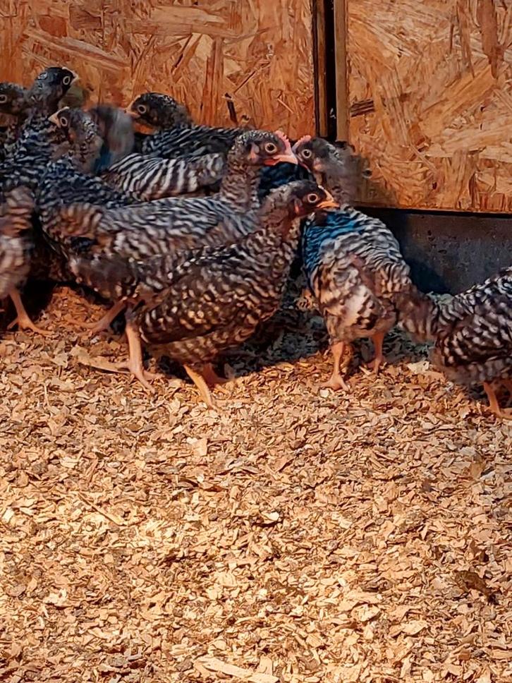 Amrock kuikens, Dieren en Toebehoren, Pluimvee, Kip, Vrouwelijk