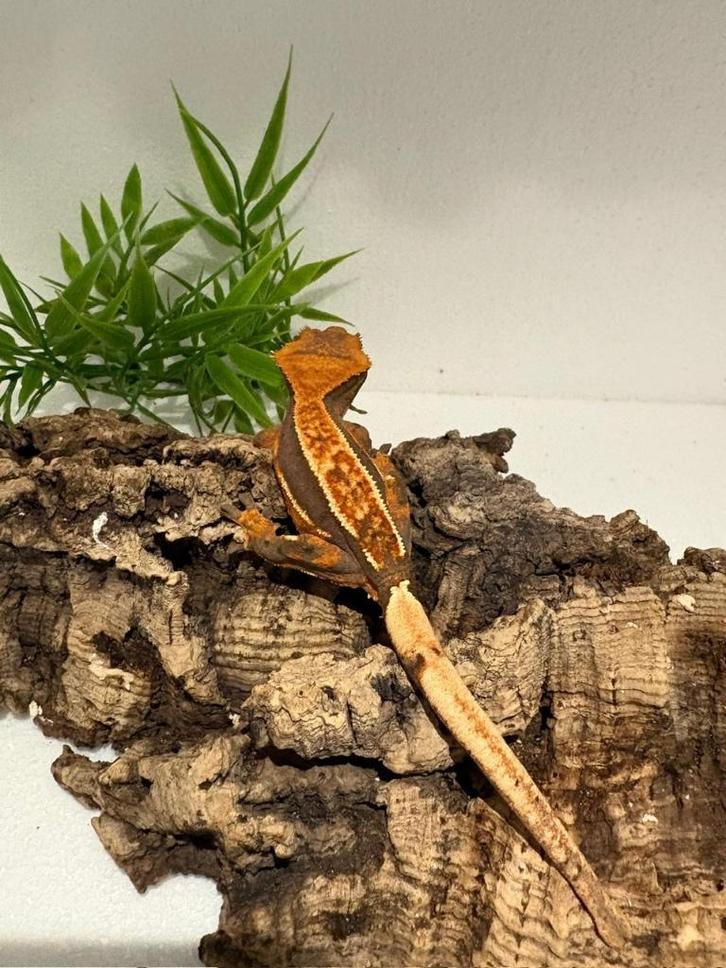 Wimpergekko - nakweek