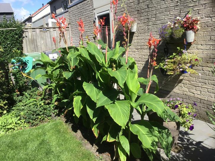 Canna Indica - Indisch Bloemriet - Rood/Oranje, Tuin en Terras, Planten | Tuinplanten, Overige soorten, Volle zon, Ophalen of Verzenden