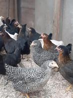 Jonge legkippen leghennen diverse kleuren te koopt, Dieren en Toebehoren, Pluimvee, Vrouwelijk, Kip