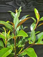 Magnolia Grandiflora 'Alta', Tuin en Terras, Ophalen of Verzenden, Overige soorten, Struik, 100 tot 250 cm