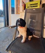 Te koop 2 friese stabij pups, Dieren en Toebehoren, Rabiës (hondsdolheid), 8 tot 15 weken, Meerdere, Meerdere dieren