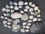 Schelpen (voor goed doel), Verzamelen, Mineralen en Fossielen, Ophalen of Verzenden, Schelp(en)
