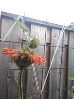 Leeuwenstaart, Leonotus leonurus, Overige soorten, Volle zon, Vaste plant, Ophalen of Verzenden