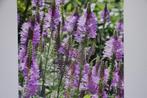 tuinplanten  scharnierplant, Vaste plant, Halfschaduw, Zomer, Ophalen