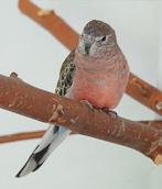 2 bourke parkieten uit buiten volière, Dieren en Toebehoren, Vrouwelijk, Parkiet