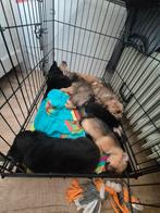 Mooie puppy,s te koop, Dieren en Toebehoren, Honden | Jack Russells en Terriërs, Rabiës (hondsdolheid), Jack Russell Terriër, 8 tot 15 weken