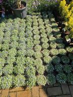 Blauwe grondkruiper isotoma fluviatilis, Ophalen, Zomer, Overige soorten, Volle zon