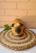 Lieve california cavia beer - oktober 2024, Cavia, Mannelijk, Tam, Oktober