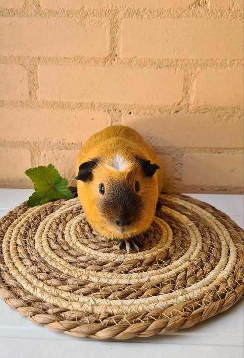 Lieve california cavia beer - oktober 2024, Dieren en Toebehoren, Knaagdieren, Mannelijk, Cavia, Oktober, Tam