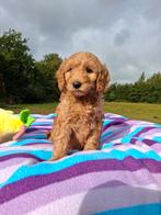 prachtige Labradoodle pups, Dieren en Toebehoren, Nederland, Overige rassen, 8 tot 15 weken, CDV (hondenziekte)