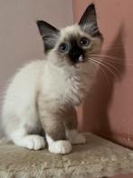 Heilige Birmaan x Ragdoll MAG NU VERHUIZEN, Dieren en Toebehoren, Katten en Kittens | Raskatten | Langhaar, Kater, Gechipt