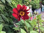 Dahlia knol, Tuin en Terras, Ophalen of Verzenden, Volle zon, Knol