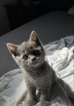 Britse korthaar kitten (katertje) gevaccineerd, Dieren en Toebehoren, Katten en Kittens | Overige Katten, Kater, Kortharig, 0 tot 2 jaar
