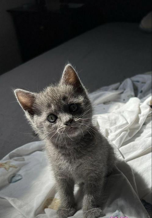 Britse korthaar kitten (katertje) gevaccineerd, Dieren en Toebehoren, Katten en Kittens | Overige Katten, Kortharig, Kater, 0 tot 2 jaar