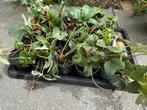 Aardbeien planten - 10 voor €3,50, Tuin en Terras, Planten | Tuinplanten, Ophalen, Zomer, Volle zon