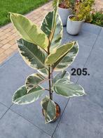 Ficus elastica Tineke, 120 cm hoog, Huis en Inrichting, Kamerplanten, Ophalen, Ficus, Halfschaduw