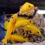Lamprologus leleupi, Vis