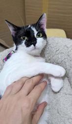 SUPER LIEF MEISJE GIOVANNA HOUD VAN KNUFFELS EN DE ZON, Dieren en Toebehoren, Katten en Kittens | Overige Katten, Poes, Kortharig