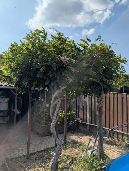 wisteria blauwe regen, Tuin en Terras, Planten | Bomen, Overige soorten, 100 tot 250 cm, Ophalen