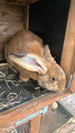 Vlaamse reus konijn 2x, Dieren en Toebehoren, Konijnen, Mannelijk, Groot