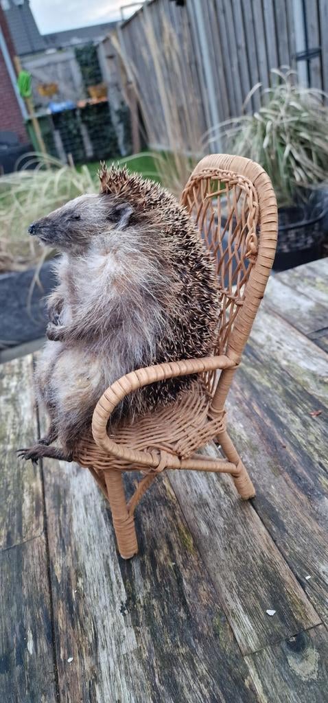 Opgezette egel, Verzamelen, Dierenverzamelingen, Ophalen of Verzenden, Vogel, Opgezet dier