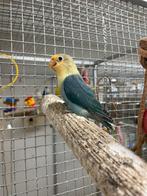 Twee jonge dwergpapegaaien, Agapornis Fischeri, Dieren en Toebehoren, Geslacht onbekend, Dwergpapegaai of Agapornis, Geringd