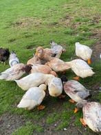 Peking eenden te koop, Dieren en Toebehoren, Pluimvee, Meerdere dieren, Eend