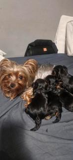 Mini york terier puppy's, Yorkshire Terriër, Reu, CDV (hondenziekte), 8 tot 15 weken
