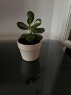 Crassula Ovata plant 25 cm, Ophalen of Verzenden, Halfschaduw, Minder dan 100 cm