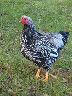 3 Gratis hanen, Dieren en Toebehoren, Pluimvee, Mannelijk, Kip