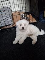 Lieve maltezer pup, Dieren en Toebehoren, Honden | Chihuahua's en Gezelschapshonden, Maltezer, Reu, 8 tot 15 weken, Eén hond