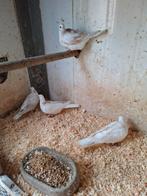 Tortelduiven in diverse kleuren, Geslacht onbekend, Overige soorten