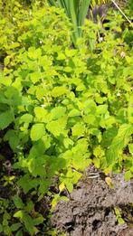 Citroenmelisse, Tuin en Terras, Planten | Tuinplanten, Ophalen, Volle zon