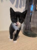 Katertje, Dieren en Toebehoren, Meerdere dieren, Kortharig, 0 tot 2 jaar