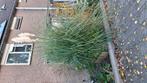 Gratis Pampas gras 2,5 meter hoog, Tuin en Terras, Ophalen, Volle zon, Overige soorten