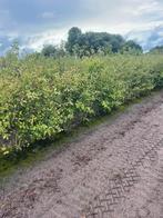 Amlechier struiken 150-200 cm vanaf oktober, Ophalen of Verzenden, Halfschaduw, Overige soorten, 100 tot 250 cm