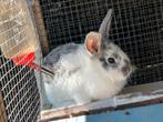 Nog 1 babykonijntje beschikbaar!, Dieren en Toebehoren, Meerdere dieren, Klein, 0 tot 2 jaar