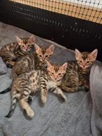Bengaalse kittens, Dieren en Toebehoren, Katten en Kittens | Raskatten | Korthaar, Meerdere dieren, Ontwormd, 0 tot 2 jaar