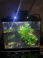 Algeneters uit juli & augustus, Vis