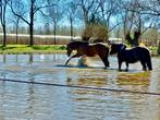 Paddock paradise Harmelen zoekt ruinen, Dieren en Toebehoren, Stalling en Weidegang, 4 paarden of pony's of meer