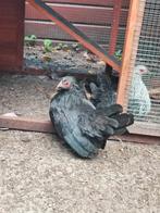 Chabo hen zwart, Dieren en Toebehoren, Pluimvee, Vrouwelijk, Kip