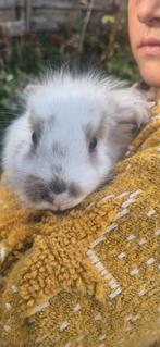 Tamme jonge dwergkonijnen, vrouwtjes, Dieren en Toebehoren, Meerdere dieren, Hangoor