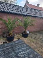 phoenix canariensis & Fatsia japonica, Tuin en Terras, Planten | Bomen, 100 tot 250 cm, Zomer, Palmboom, Ophalen