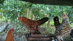 Sabelpootkriel haan GRATIS, Dieren en Toebehoren, Pluimvee, Mannelijk, Kip