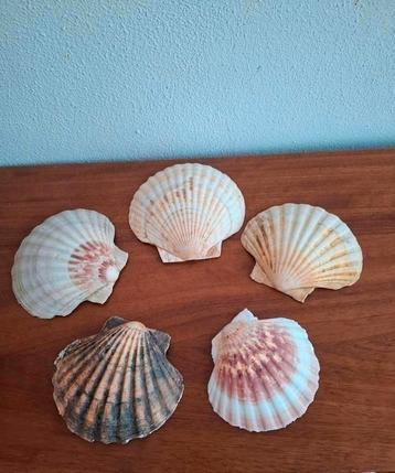 Set 2.      5 st jacobs schelpen  beschikbaar voor biedingen