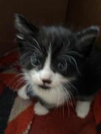 Kittens te koop, Dieren en Toebehoren, Katten en Kittens | Raskatten | Korthaar, Meerdere dieren