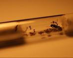 Messor Barbarus 10-15 mieren kolonie, Dieren en Toebehoren, Insecten en Spinnen, Mieren