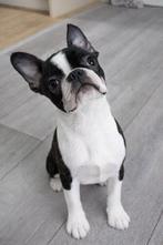 Boston Terrier pup, Dieren en Toebehoren, 15 weken tot 1 jaar, Overige rassen, Teef, Parvo